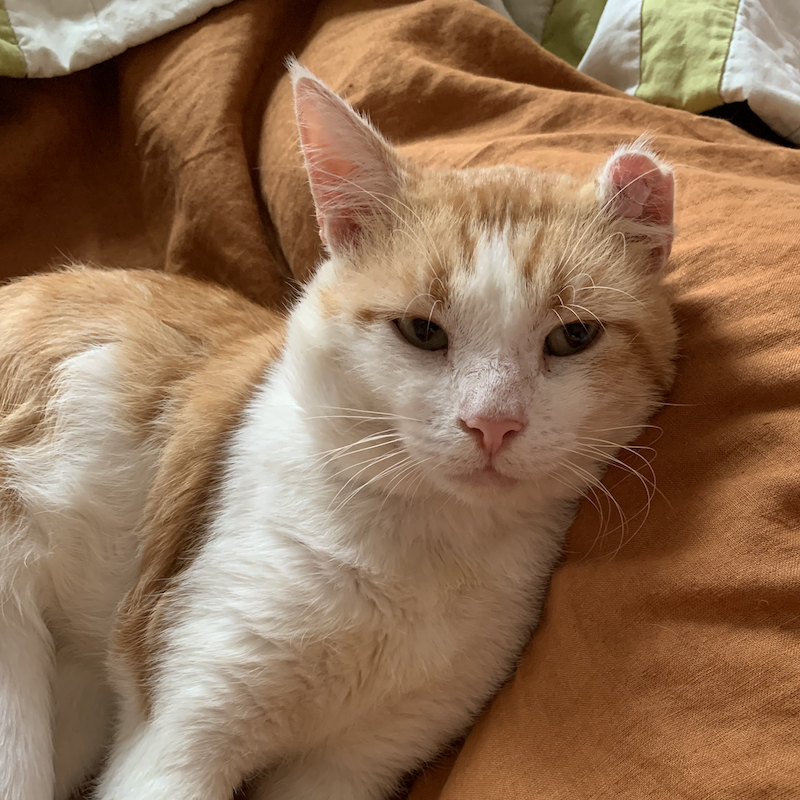 Amos, an orange and white cat